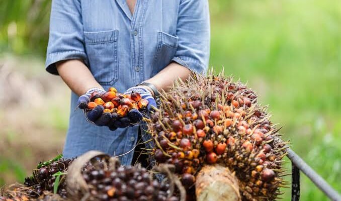 Pemerintah Wujudkan Kebun Sawit sebagai Harapan Pemerataan Ekonomi Tanpa Deforestasi