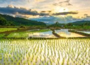 Apresiasi Peran Kelompok Pengusaha Dalam Program Cetak Sawah