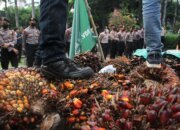 Pemerintah Optimalkan Tata Kelola Industri Sawit Demi Kesejahteraan Masyarakat