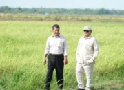 Optimisme Pemerintahan Prabowo Wujudkan Swasembada Pangan Dalam Kurun 2 Tahun