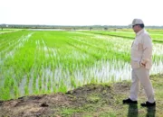 Program Cetak Sawah Percepat Program Swasembada Pangan Nasional