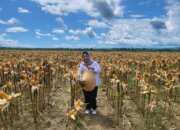 Food Estate di Papua: Dorong Ketahanan Pangan dan Ciptakan Lapangan Kerja