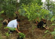 Pemerintah Sukses Reforestasi Lahan di Ibu Kota Nusantara