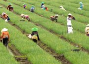 Jelang Idul Fitri, Pemerintah Perkuat Ketahanan Pangan dengan Investasi Strategis