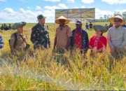 Panen Perdana Lumbung Pangan Papua Selatan, Tonggak Baru Dukung Ketahanan Pangan Nasional