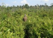 Pemerintah Bentuk Tim Gabungan untuk Lindungi Taman Nasional Tesso Nilo