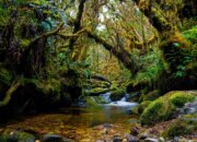 Pemerintah Komitmen Lindungi Kawasan Hutan Nasional
