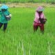 Stok Pupuk Kunci Keberhasilan Swasembada Pangan Nasional