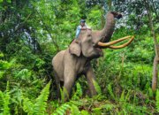 DPR Dukung Pemerintah Pusat dan Daerah Lindungi Taman Nasional Tesso Nilo