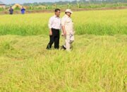 Wujudkan Swasembada Pangan, Pemerintah Jadikan Papua Pilar Ketahanan Nasional