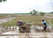 Surplus Beras 4,86 Juta Ton Menguatkan Ketahanan Pangan Nasional