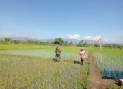 Kebijakan Pro Petani Percepat Pencapaian Swasembada Pangan
