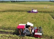 Program Swasembada Pangan Dorong Terciptanya Lapangan Kerja