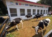 Program Sapi Merah Putih Membuka Jalan Swasembada Pangan dan Pekerjaan Produktif