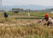 Pemerintah Jamin Stabilitas Harga Demi Keberlanjutan Swasembada Pangan