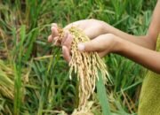 Pemerintah Targetkan Swasembada Pangan Dalam 3 bulan