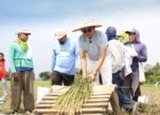 Pemerintah Genjot Hilirisasi Pertanian untuk Tingkatkan Kesejahteraan Petani