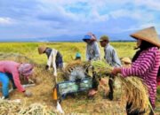 Program Sapi Merah Putih Dorong Swasembada Pangan dan Buka Lapangan Kerja Baru