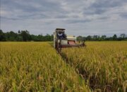Pemerintah Pastikan Swasembada Pangan Beri Dampak pada Perluasan Lapangan Kerja