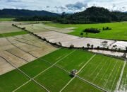 Pemerintah Optimalkan Lahan Sitaan Untuk Proyek Swasembada Pangan yang Serap Tenaga Kerja