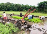 Inovasi Teknologi Pertanian Dorong Swasembada Pangan dan Perluasan Lapangan Kerja