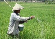 Swasembada Pangan Jadi Jalan Buka Lapangan Kerja dan Tingkatkan Kesejahteraan Rakyat