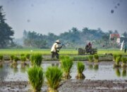Mengapresiasi Komitmen Pemerintah Jaga Surplus dan Stabilitas Harga Pangan Nasional