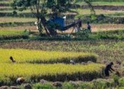 Program Swasembada Pangan Dorong Terciptanya Lapangan Kerja