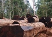 Hilirisasi Hasil Hutan Rakyat Gerakkan Ekonomi Desa dan Konservasi Alam