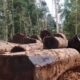 Hilirisasi Hasil Hutan Rakyat Gerakkan Ekonomi Desa dan Konservasi Alam