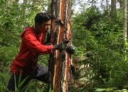 Hilirisasi Komoditas Strategis Wujudkan Kemandirian Ekonomi Nasional