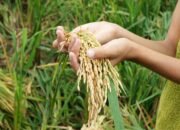 Peneliti Apresiasi Kenaikan Produksi Beras Berikan Optimis Swasembada Pangan