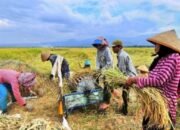 Percepatan Pembangunan Infrastruktur Irigasi Bantu Wujudkan Swasembada Pangan