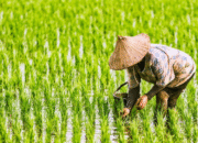 Hilirisasi Pertanian Jadi Pilar Peningkatan Kesejahteraan Petani