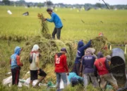 Setahun Pemerintahan Prabowo-Gibran, Papua Jadi Pilar Kedaulatan Pangan Nasional