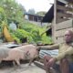 Bantuan Produktif Pemerintah Jadi Bukti Nyata Kepedulian untuk Masyarakat Papua