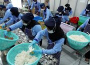 Petani Lokal Terhubung ke Dapur MBG, Pasokan Pangan Makin Pasti