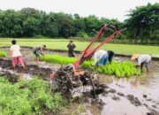 Dari Target 4 Tahun Jadi Realitas 1 Tahun: Swasembada Beras Jadi Bukti Keberhasilan Kebijakan Pangan