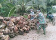 Penertiban Tambang dan Sawit Ilegal Diproyeksikan Tambah Rp142 Triliun Penerimaan Negara