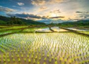 Perkuat Swasembada  Lewat Kerja Sama Fosfat Aljazair