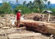 Pemerintah Terus Bersihkan dan Salurkan Kayu Gelondongan untuk Pemulihan Akses dan Permukiman