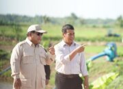 Tanpa Impor, Pemerintah Pastikan Swasembada Pangan Tercapai Sepanjang 2025