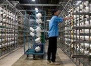 Industri Pupuk Fakfak Perkuat Ketahanan Pangan di Papua