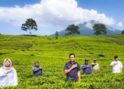 Hilirisasi Perkebunan Tegaskan Keberpihakan Pemerintah kepada Petani
 