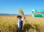 Apresiasi Tinggi untuk Hilirisasi Pertanian: Peluang Kerja Semakin Terbuka