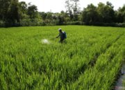 Apresiasi Langkah Terukur Pemerintah Antar Indonesia Menuju Swasembada Pangan