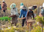 Strategi Terpadu Pemerintah Mengokohkan Ketahanan dan Kemandirian Pangan