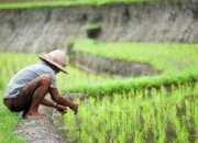 Wujudkan Swasembada Pangan Pemerintah Ambil Langkah Strategis Cetak Sawah 20 ha di Kaltim