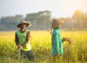 Swasembada Beras Indonesia Diakui Dunia, Harga Beras Global Turun 44 Persen