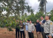 Hilirisasi Perkebunan Rakyat Didorong, Nilai Tambah Petani Jadi Fokus